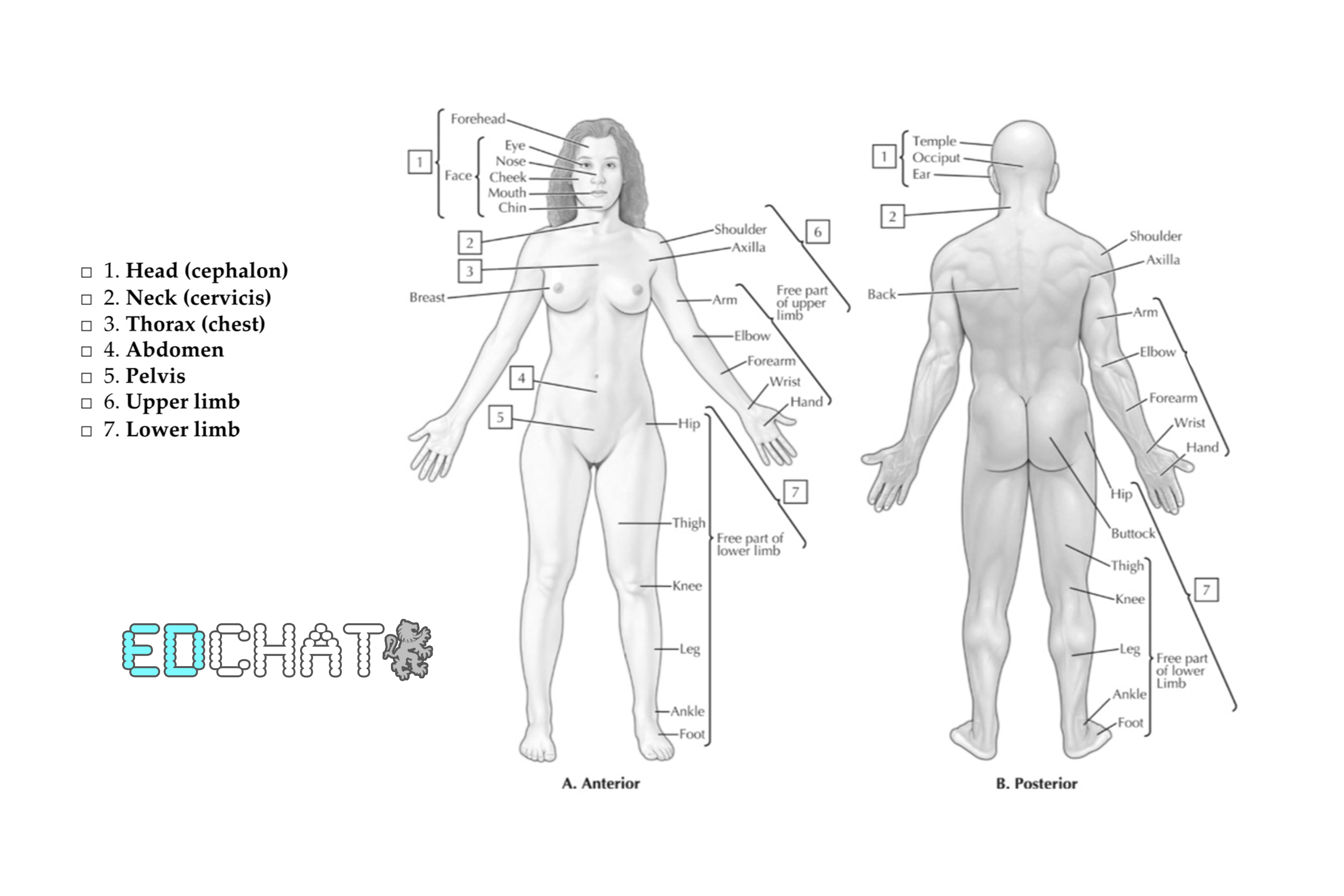 Anatomy in Colour P1.png Anatomy in Colour P1.png