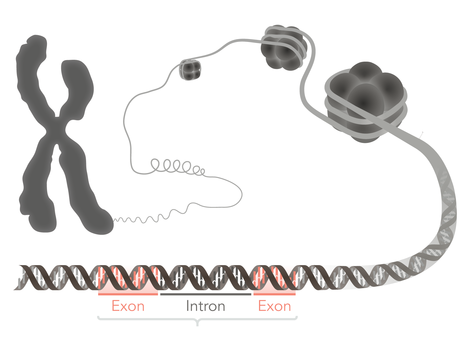 Chromosomes, DNA, and Genes