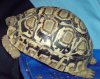DSC00127.jpg