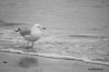 bird_small.jpg