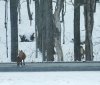 foxes2.jpg