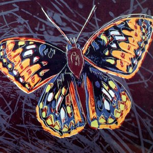 Motyl