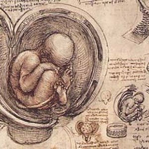 Embryo in the womb