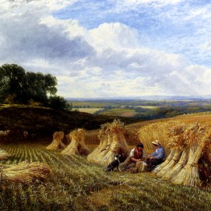 Harvest Field