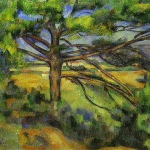 Pine Tree near Aix