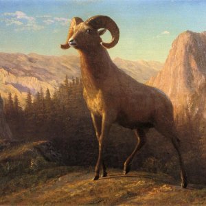 A Rocky Mountain Sheep, Ovis - Montana