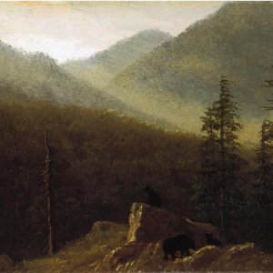 Bears in the Wilderness