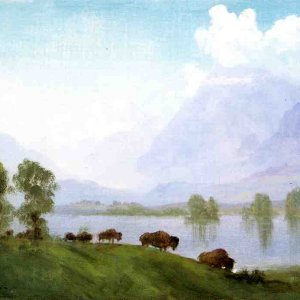 Buffalo Country