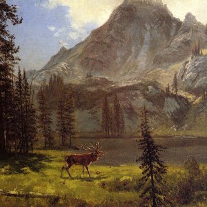 Call of the Wild