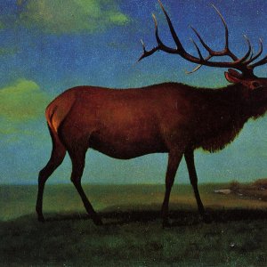 Elk