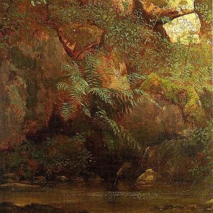 Ferns and Rocks on an Embankment