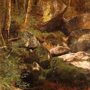 Forest Stream