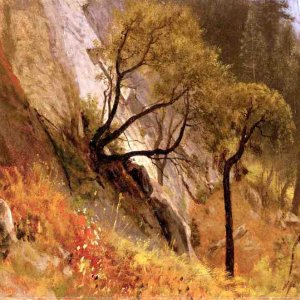 Landscape Study, Yosemite - California