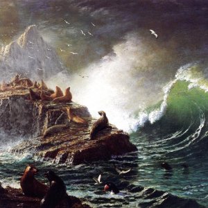 Seals on the Rocks, Farallon Islands