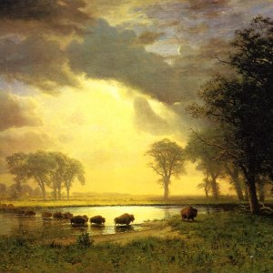The Buffalo Trail