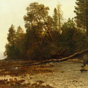 The Fallen Tree