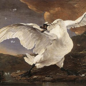 The Threatened Swan