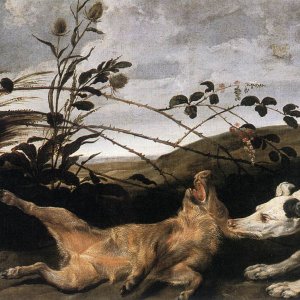 Greyhound Catching A Young Wild Boar