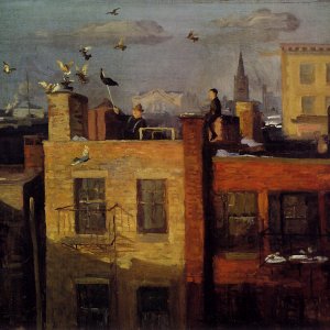 Pigeons