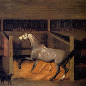 A Dappled Grey In A Stall