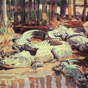 Muddy Aligators