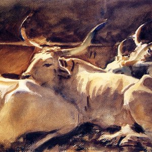 Oxen In Repose