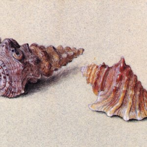 Study of Two Shells
