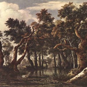 The Marsh In A Forest